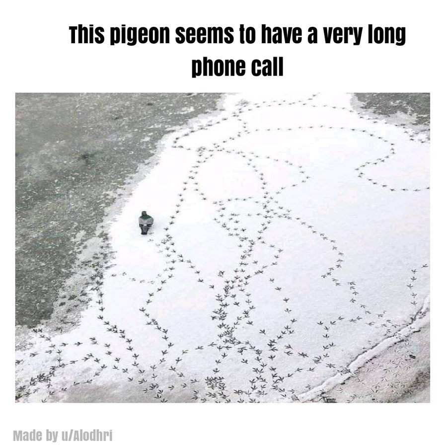 Pigeon dank meme