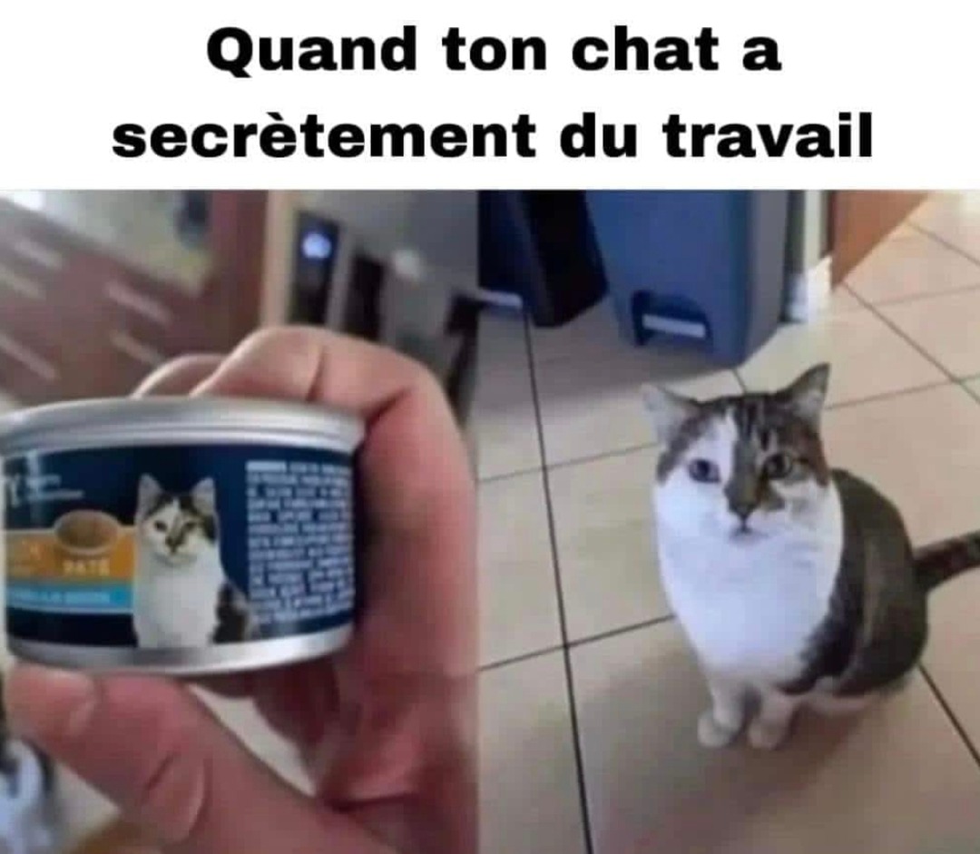 Ton chat fait sûrement des shifts en freelance - meme