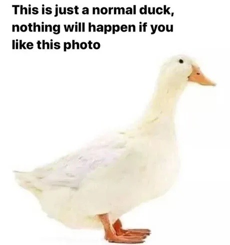 Totally normal duck. Nothing mysterious here. At all. - meme