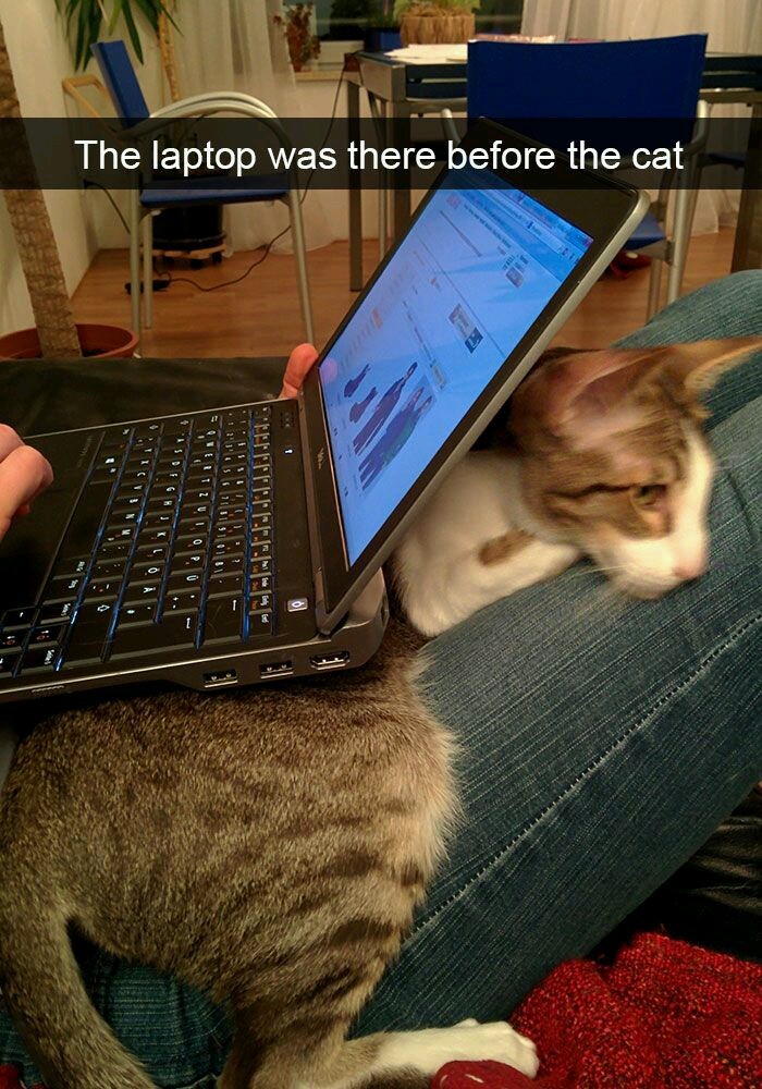 Cat sneaks under laptop - meme
