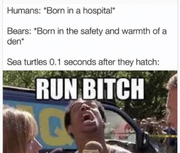 Turtles have it rough - meme