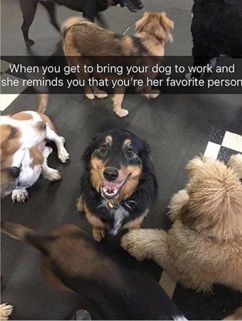 Just a wholesome dog meme