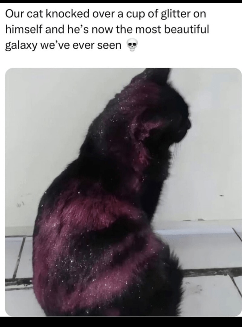 Galaxy Cat - meme