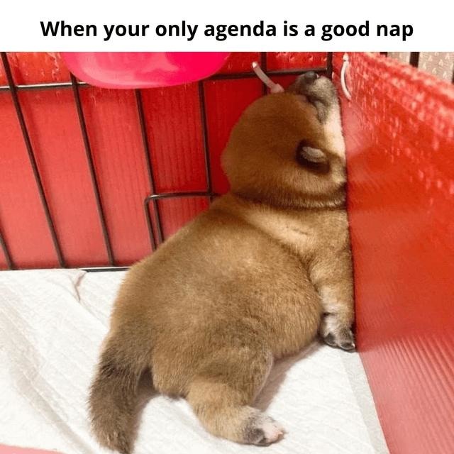 Mood: nap first, questions never - meme