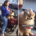poor dog might get in a crash
