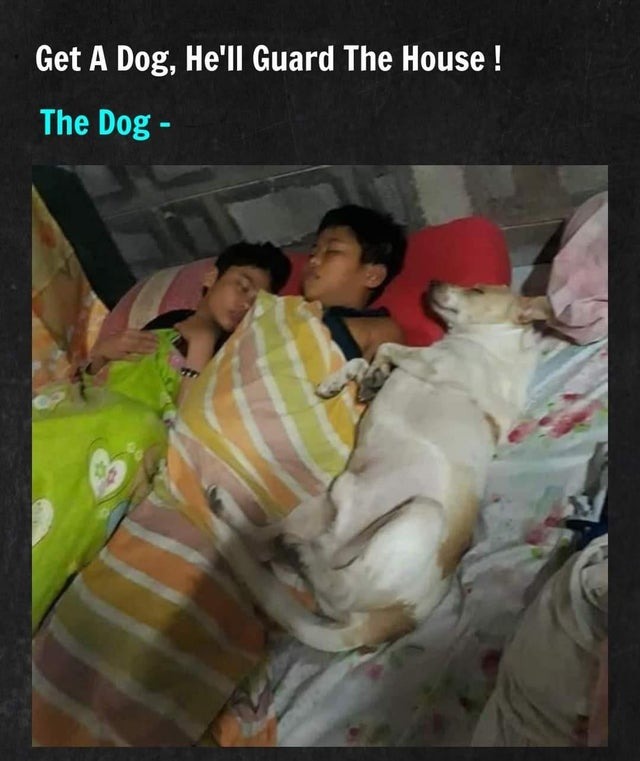 The dog will guard the house - meme