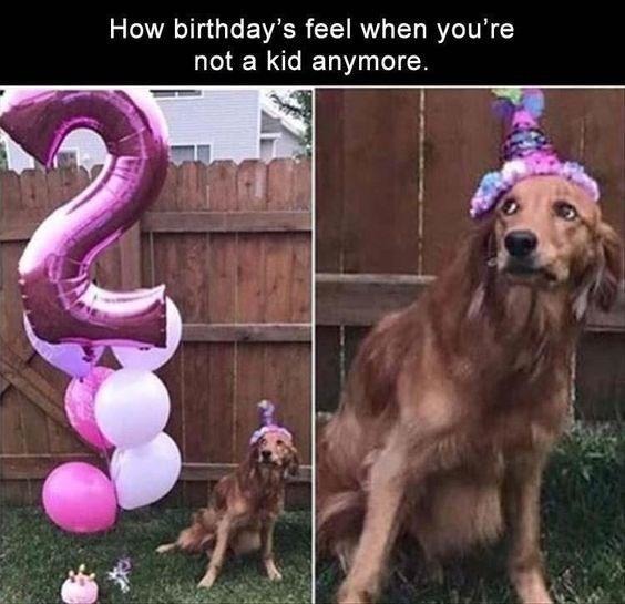 Birthday memes for doggos