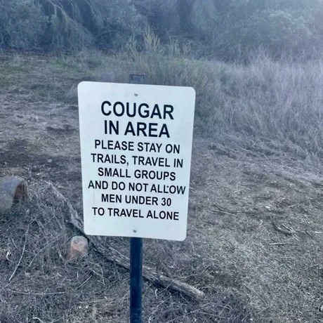 Cougar in area - meme