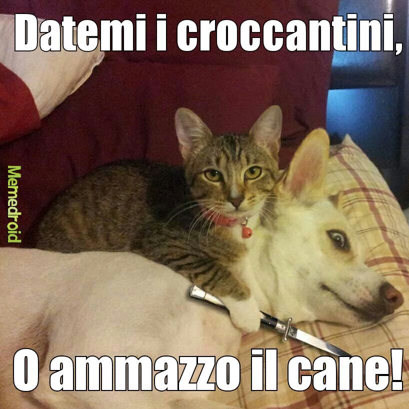 Cane e Gatto - meme