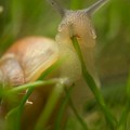 Snail eating grass