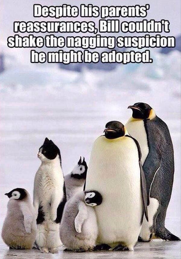 that little one is adopted - meme