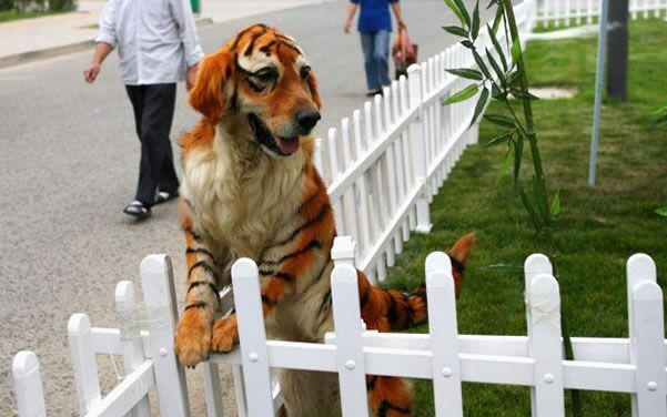 parque de mascotas zhengzhou - meme