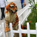 parque de mascotas zhengzhou