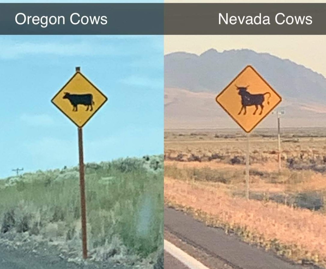 Nevada cows are better - meme