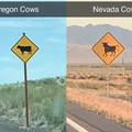 Nevada cows are better