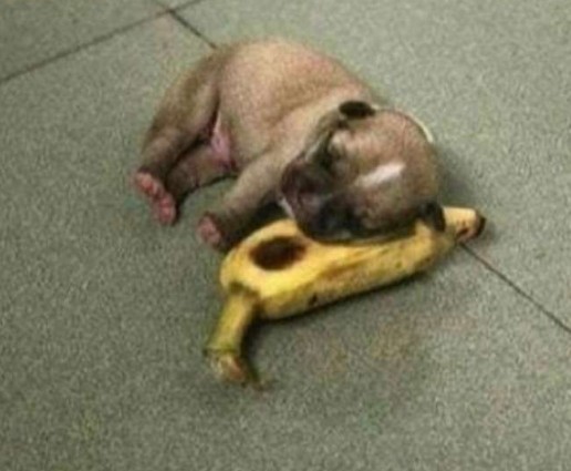 Cute pupper and I banana - meme