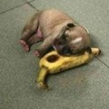Cute pupper and I banana