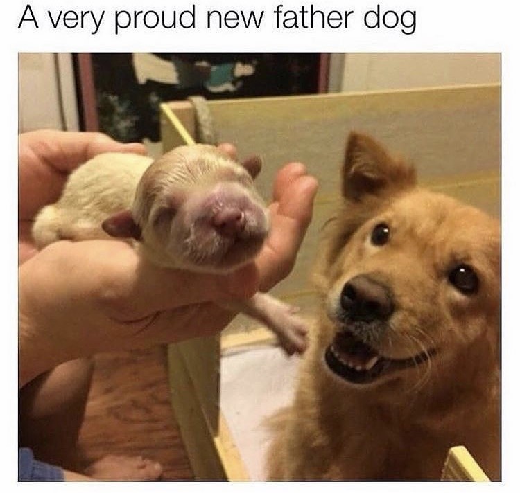 Doggo and Teeny Pupper - meme