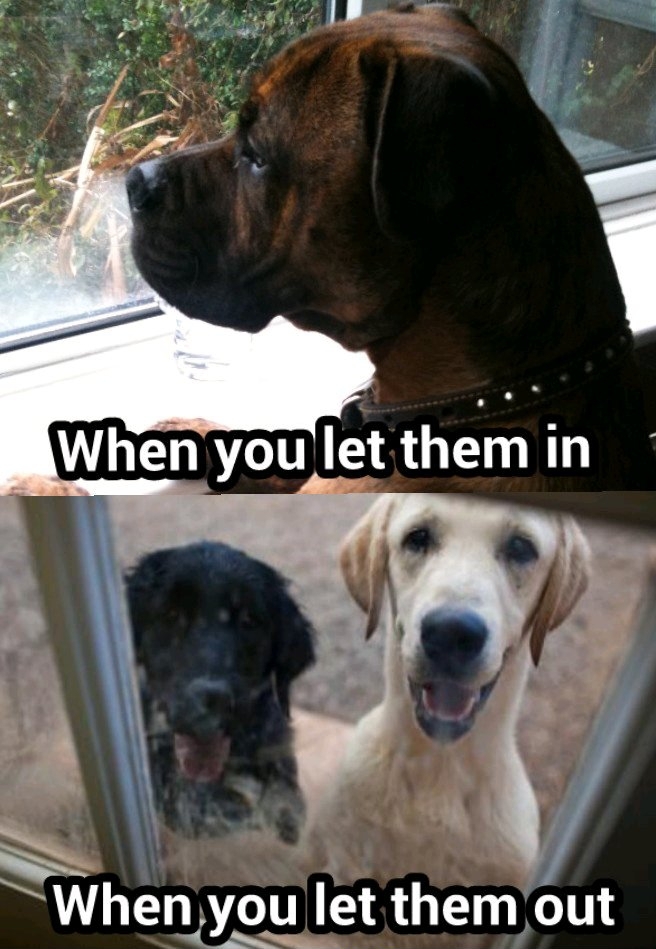 Who let the dogs out - meme