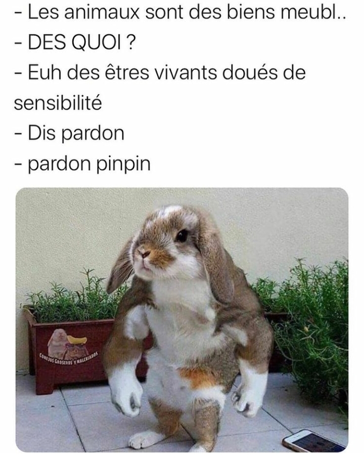 Les animaux dans le droit français - meme