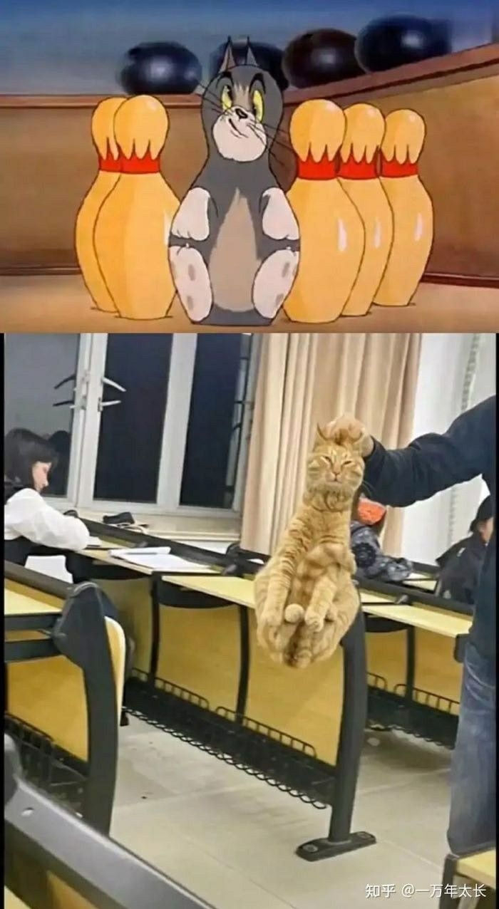 Gato bolo - meme