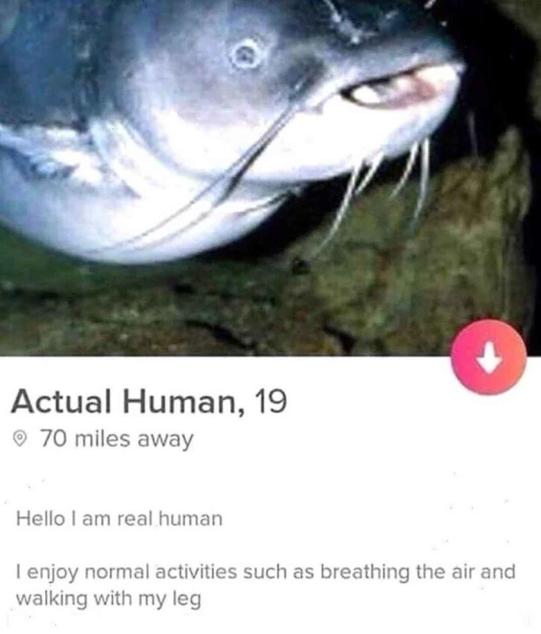 Catfished - meme