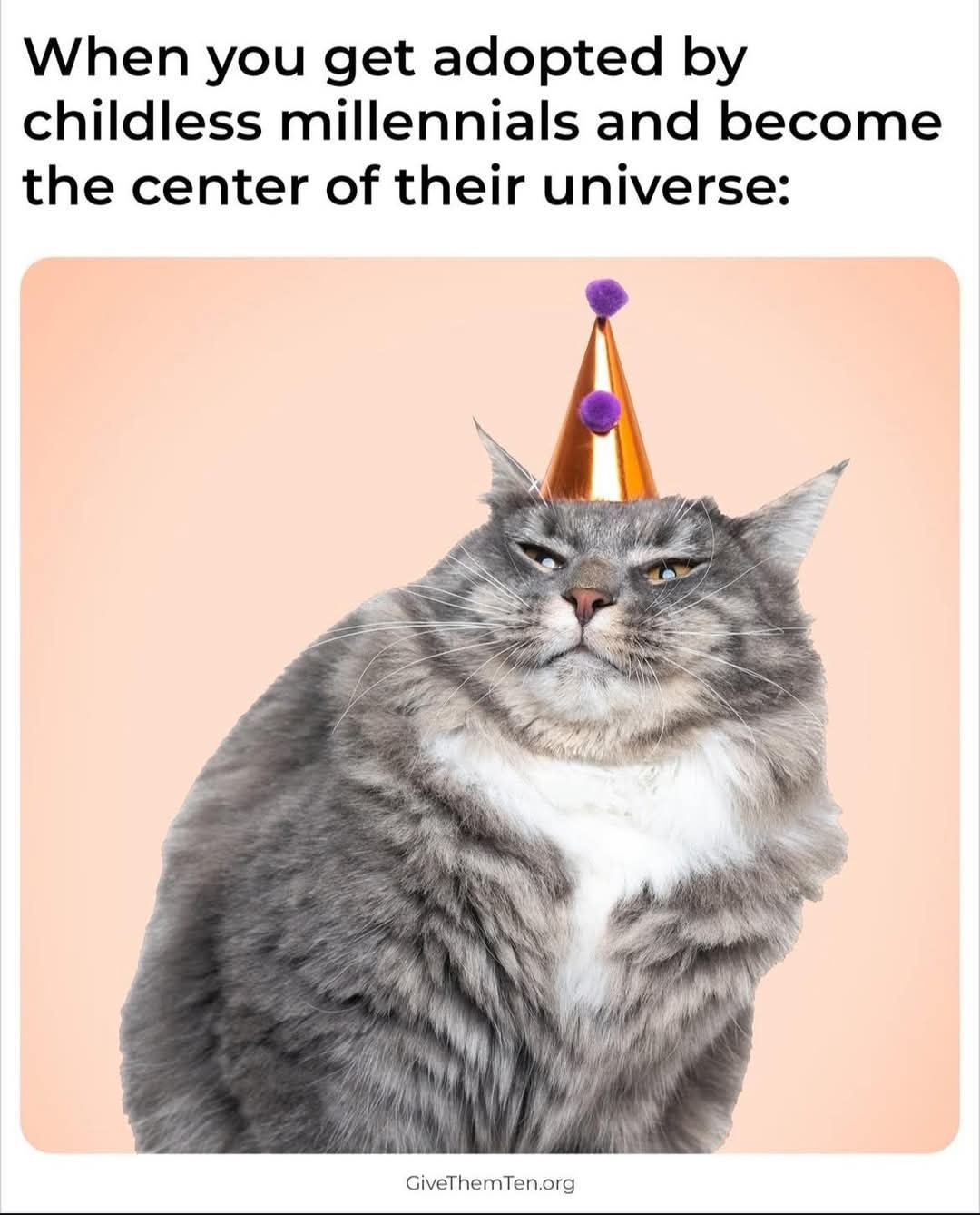 Adopted by millennials, now I’m the CEO of their universe - meme