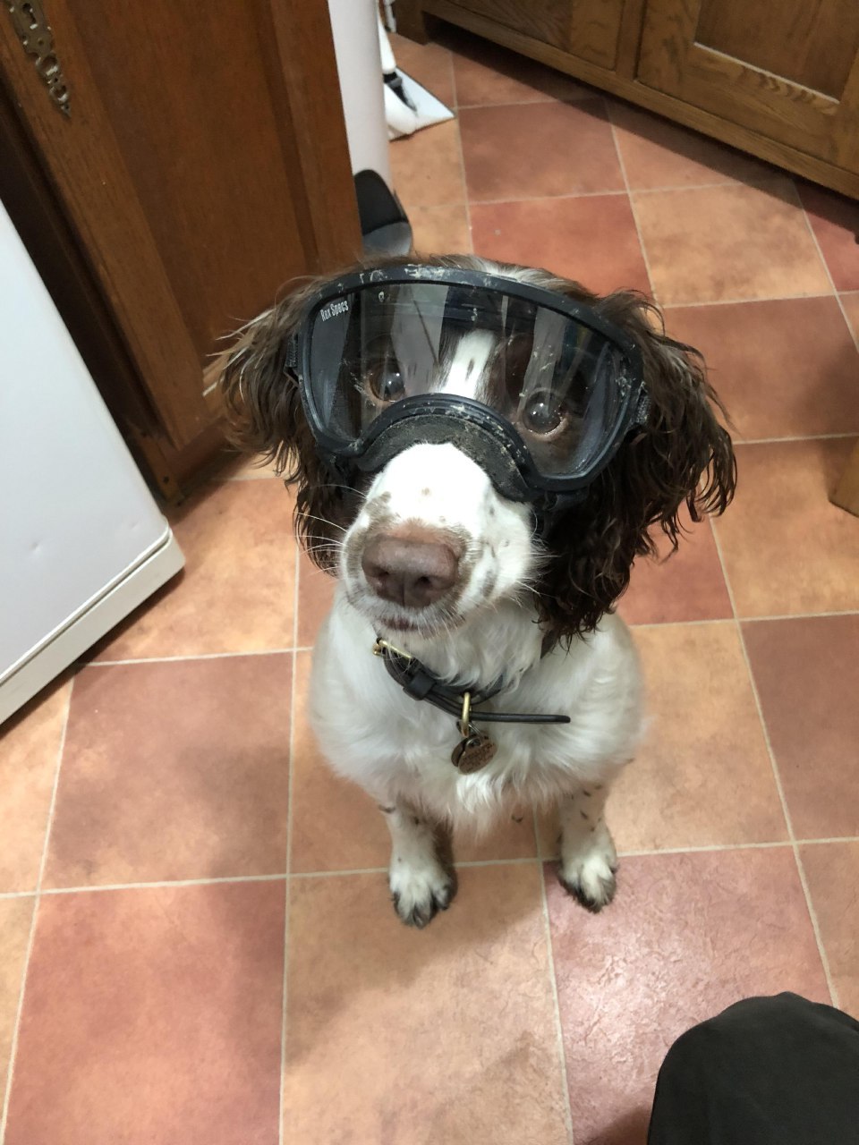 My pup injured her eye and now is having to wear goggles when she goes for a run. - meme