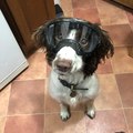 My pup injured her eye and now is having to wear goggles when she goes for a run.