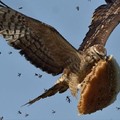 Bird steals part of bee hive. Look at that bad ass face