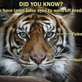 The more you know: tigers