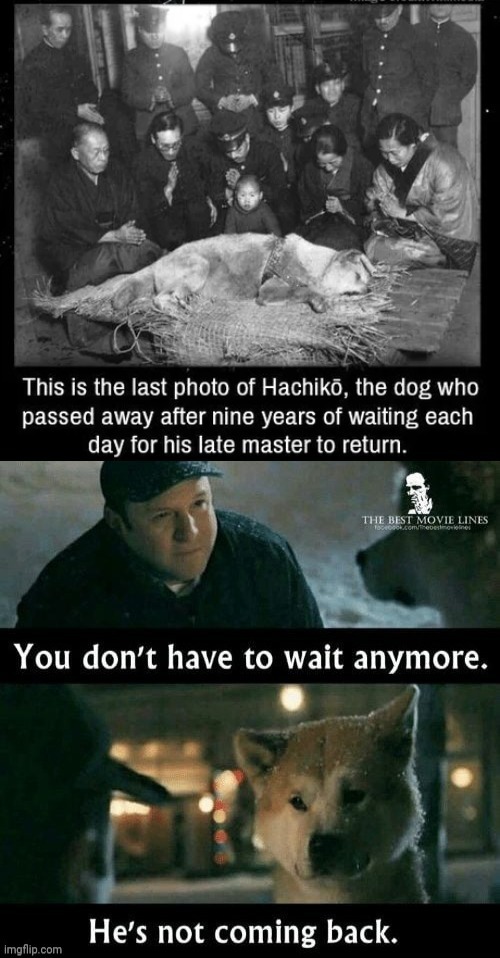 hachiko meme