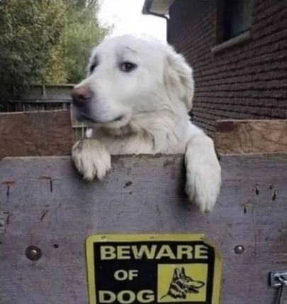 Beware of cute dog - meme