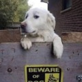 Beware of cute dog