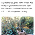 that hawk looks shook