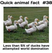quick animal facts - meme