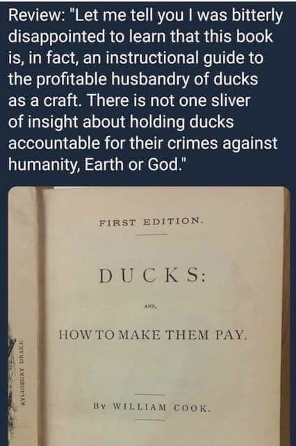 Ducks need to be held accountable - meme