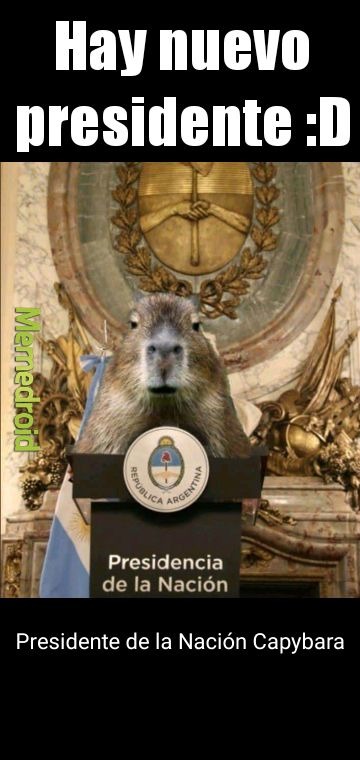 Ahora el capybara es nuestro nuevo presidente - meme