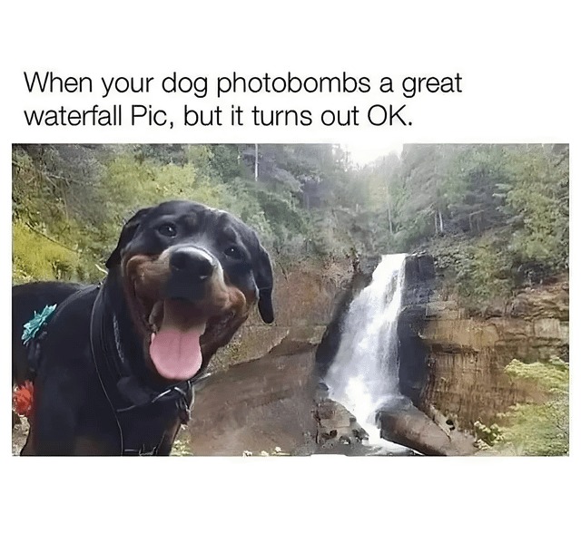 Doggo has a great face for a photobomb - meme