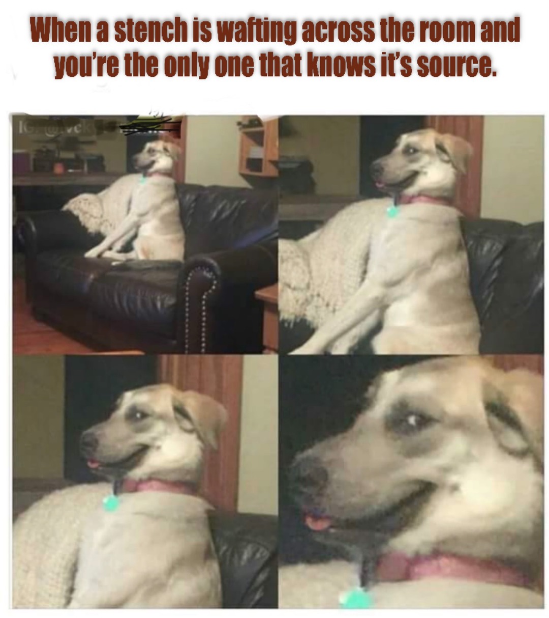 Just look at that doggy’s face he knows something and he ain’t telling! - meme