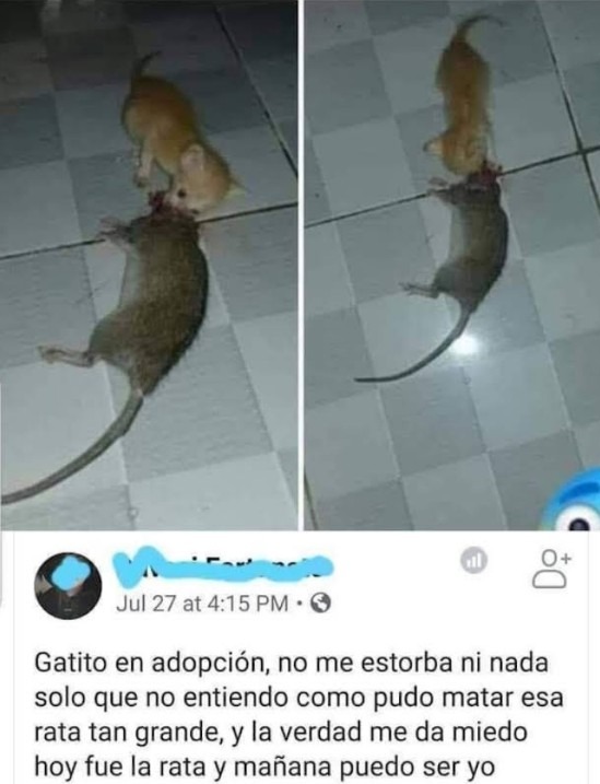 Preguntasdroid: memdroiders como creen ustedes que el gatito mato la rata? Los leo - meme