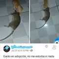 Preguntasdroid: memdroiders como creen ustedes que el gatito mato la rata? Los leo