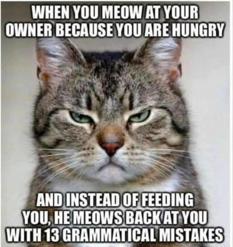 Cat grammar - meme