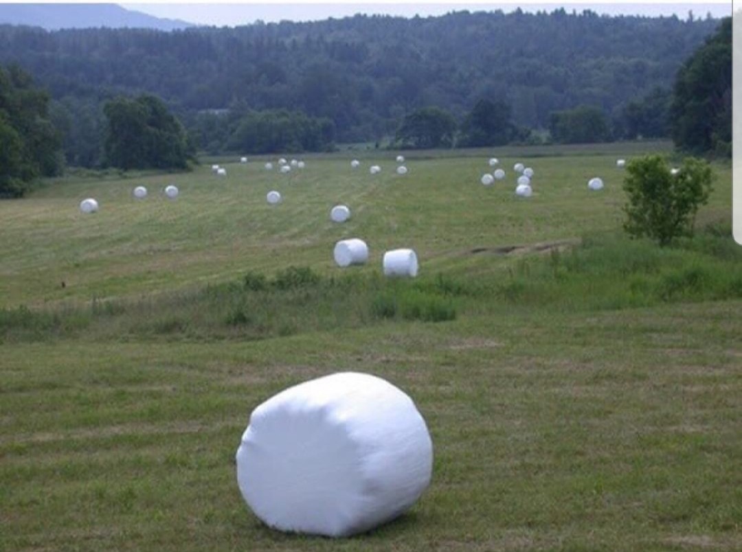 The little known marshmallow fields - meme