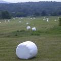 The little known marshmallow fields