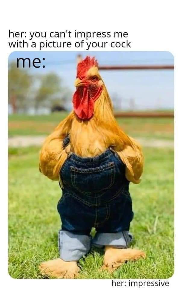 One handsome cock - meme