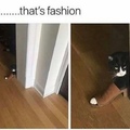 fashion cat