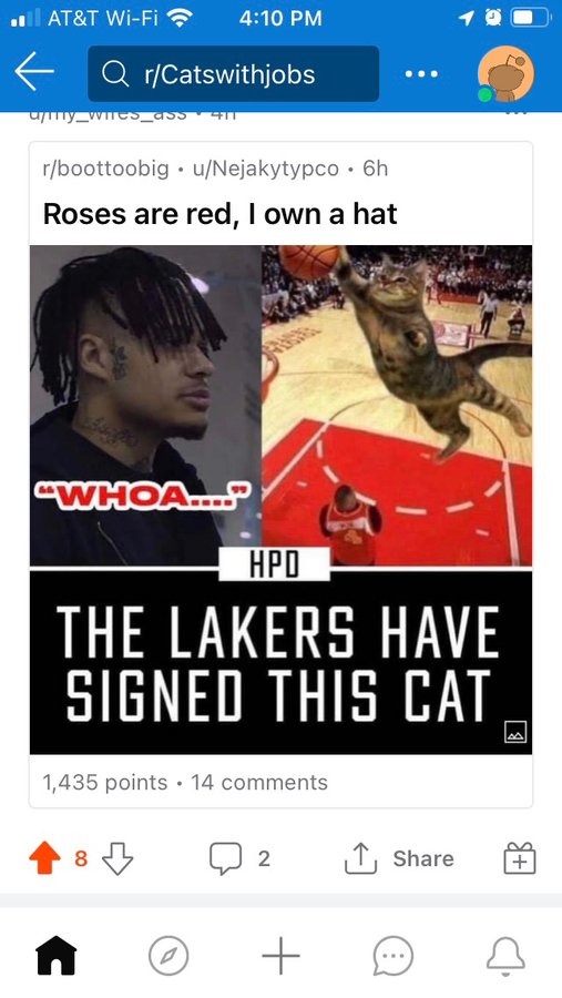 The Lakers signed this cat to win the Warriors - meme