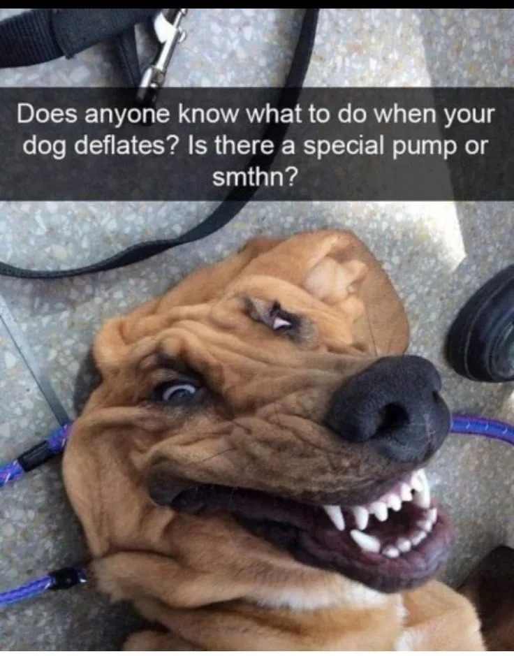 Dog deflated - meme