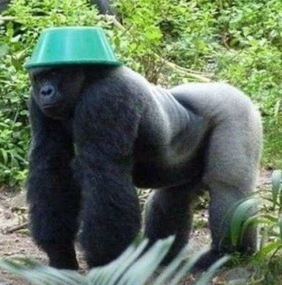 Gorila blindado - meme